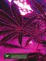 Page: - 18 | High Times