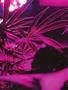 Page: - 19 | High Times