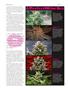 Page: - 52 | High Times