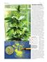 Page: - 78 | High Times