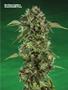 Page: - 79 | High Times