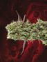 Page: - 80 | High Times