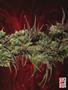 Page: - 81 | High Times