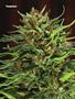 Page: - 82 | High Times