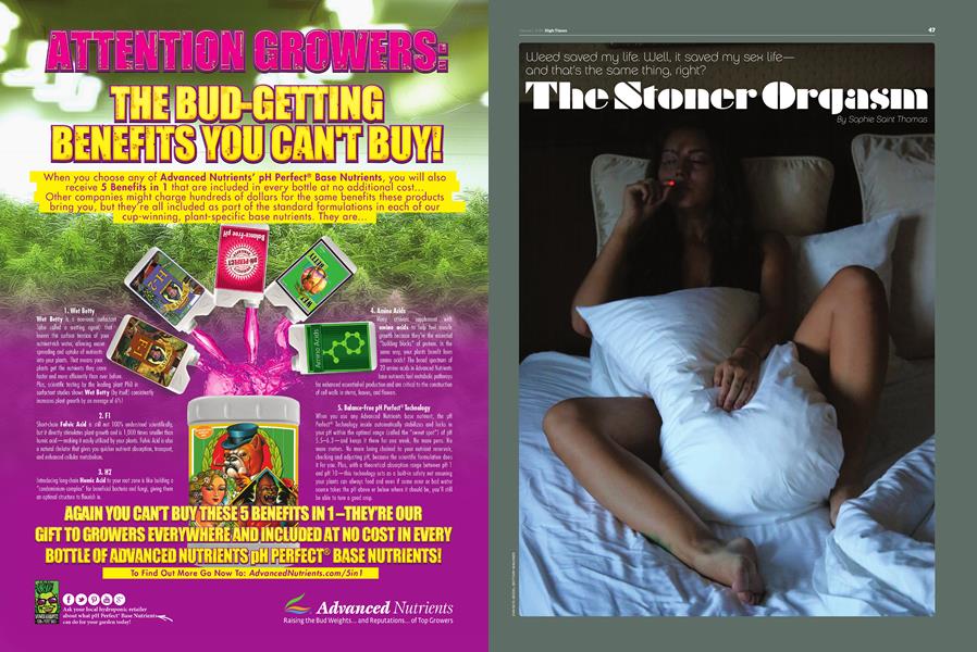 The Stoner Orgasm
