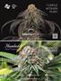 Page: - 105 | High Times