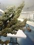 Page: - 17 | High Times