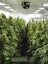 Page: - 18 | High Times