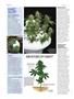 Page: - 52 | High Times