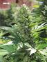 Page: - 79 | High Times