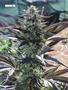 Page: - 82 | High Times