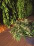 Page: - 14 | High Times