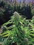 Page: - 16 | High Times