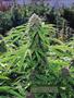 Page: - 17 | High Times