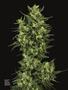 Page: - 47 | High Times