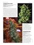 Page: - 50 | High Times