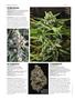 Page: - 52 | High Times