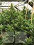 Page: - 75 | High Times