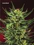 Page: - 79 | High Times
