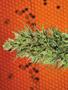 Page: - 80 | High Times