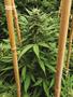Page: - 82 | High Times