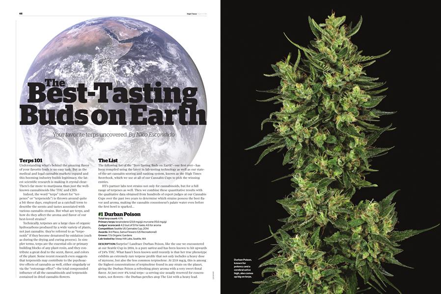 The Best-Tasting Buds on Earth