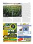 Page: - 100 | High Times