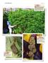 Page: - 146 | High Times