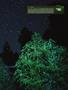 Page: - 15 | High Times