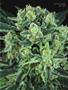 Page: - 79 | High Times