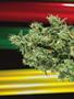Page: - 80 | High Times