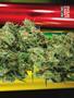 Page: - 81 | High Times