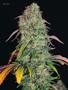 Page: - 82 | High Times
