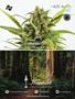 Page: - 105 | High Times