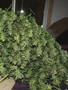 Page: - 17 | High Times