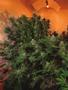 Page: - 18 | High Times