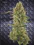 Page: - 79 | High Times
