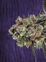 Page: - 80 | High Times