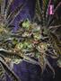 Page: - 81 | High Times