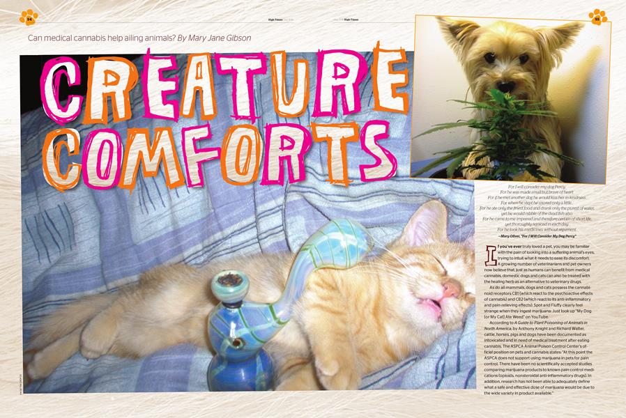 CREATURE COMFORTS