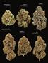 Page: - 19 | High Times