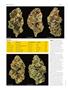 Page: - 74 | High Times
