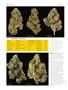 Page: - 76 | High Times