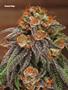 Page: - 79 | High Times