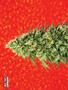 Page: - 80 | High Times