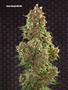 Page: - 82 | High Times