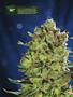 Page: - 12 | High Times