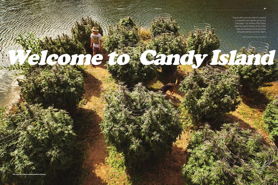 Welcome to Candy Island