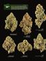 Page: - 12 | High Times