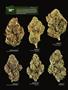 Page: - 16 | High Times